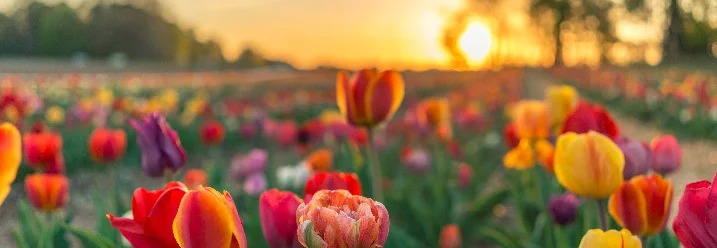Ein Feld mit bunten Tulpen im Sonnenuntergang.